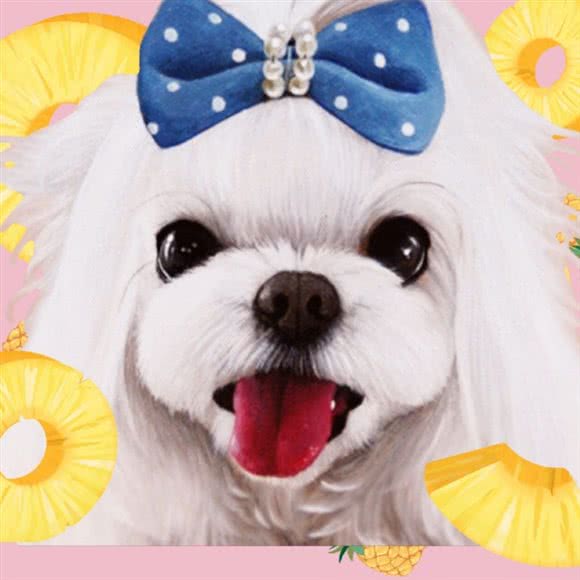 桔子宠物店:长春市二道区东盛/劳动公园附近