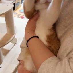 打滚儿猫舍(东盛大街店):长春市二道区东盛/劳动公园附近