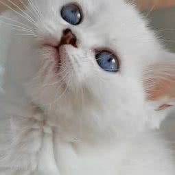 聚泉猫舍:长春市二道区东盛/劳动公园附近