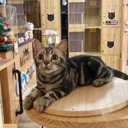 打滚儿猫舍(吉林大路店):长春市二道区东盛/劳动公园附近