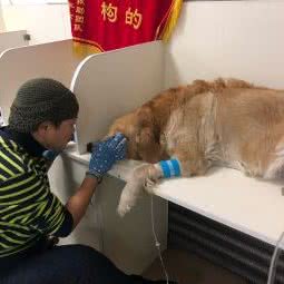 恒爱动物医院:长春市二道区东盛/劳动公园附近