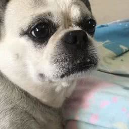 贝贝宠物诊所:长春市二道区东盛/劳动公园附近