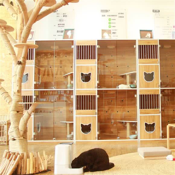 木卡宠物购猫体验馆(远达店):长春市二道区八里堡附近