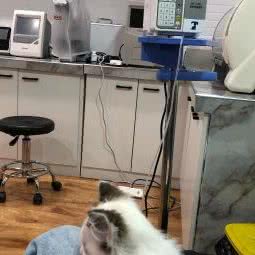 家有爱宠动物医院:长春市二道区八里堡附近