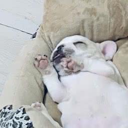 波比宠物生活馆:长春市绿园区长春公园/新竹附近