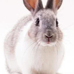 星级宠屋:长春市绿园区长春公园/新竹附近