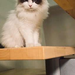 招财猫舍·金渐层布偶兔:北京城区丰台区刘家窑/宋家庄附近