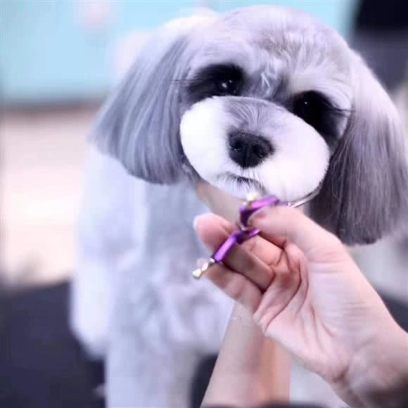 它萌宠乐园:吉林市昌邑区昌邑万达广场附近