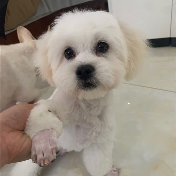 萌宠时代(吉林省总店):吉林市昌邑区华业广场附近