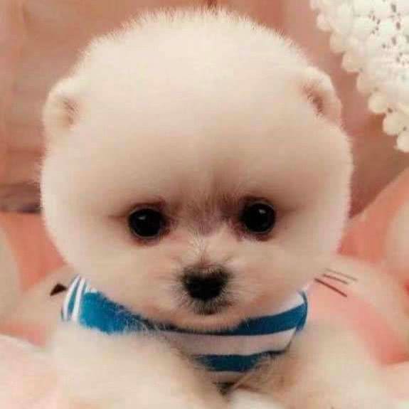 这里有家宠物店:吉林市船营区青岛街附近