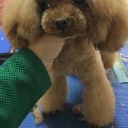 奕丹高端宠物美容:吉林市船营区冯家屯附近