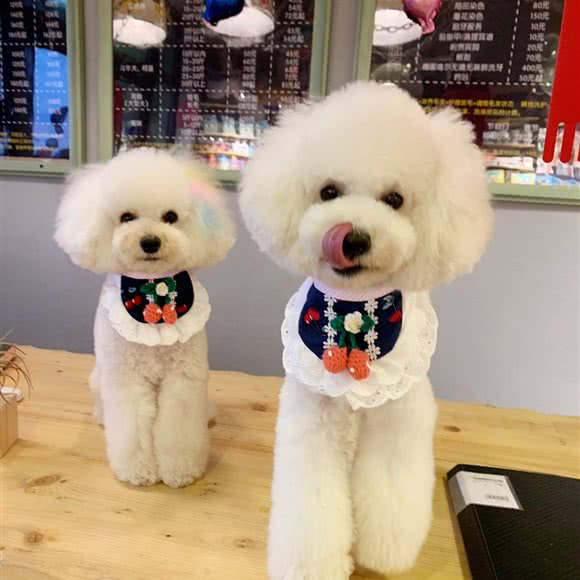 甜馨宠乐园(中海店):吉林市丰满区恒山路附近