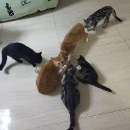 徐哞哞猫咪寄养:吉林市丰满区恒山路附近