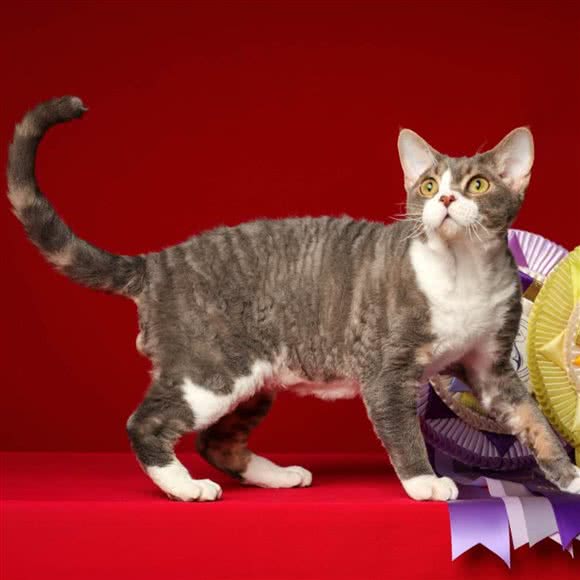 三少爷的德文卷毛猫 猫舍:北京城区丰台区看丹桥/新华街附近