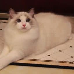 Purecat布偶猫舍:北京城区丰台区看丹桥/新华街附近