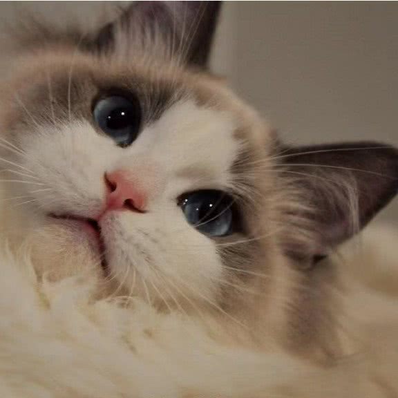 藏猫猫CMM·CAT COFFEE猫咖:四平市铁西区师院附近