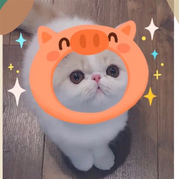 江小豆WARM·HOME·猫咖·赛级宠物(阳光新城店):四平市铁西区南湖附近