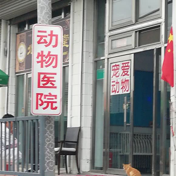 宠爱一生动物医院:北京城区丰台区看丹桥/新华街附近