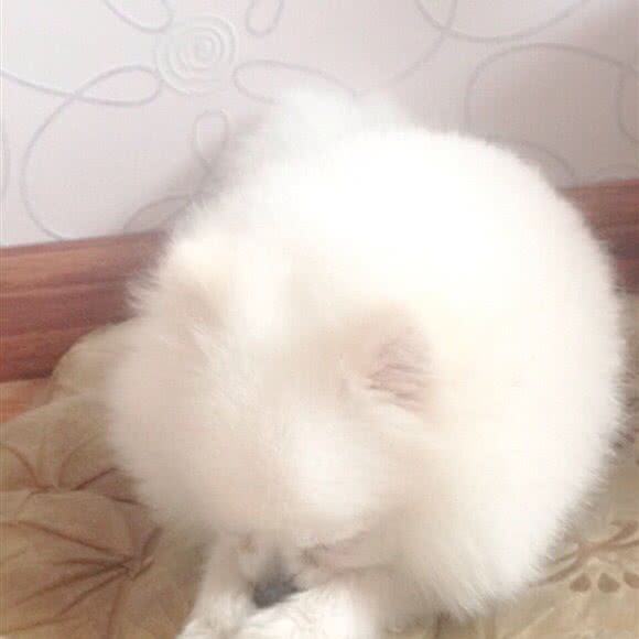 曼朵宠物会所:四平市铁西区地直街附近