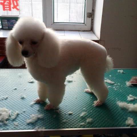 小白萌宠屋:四平市铁东区铁东欧亚附近