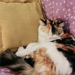 萌小它宠物(木樨园店):北京城区丰台区洋桥/木樨园附近