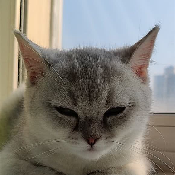 心心宠物:北京城区丰台区洋桥/木樨园附近