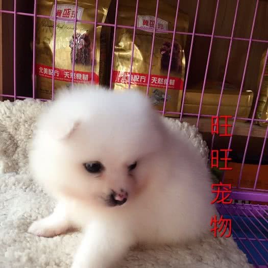 旺旺宠物:辽源市龙山区七一附近