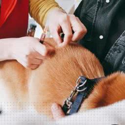 辽源市龙山区伴侣宠物诊所:辽源市龙山区龙山新城附近