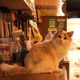 小贰楼宠物生活:北京城区丰台区洋桥/木樨园附近