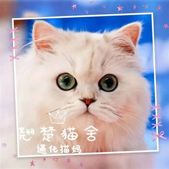 翘楚猫舍:通化市东昌区靖宇中学/弘康盛世附近