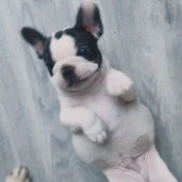 爱豆宠物店:北京城区丰台区洋桥/木樨园附近