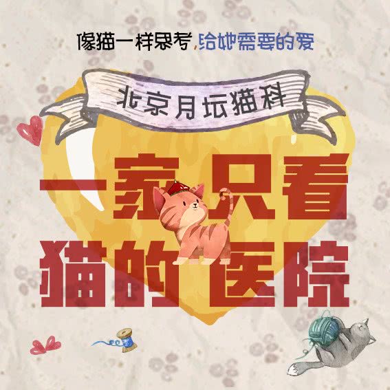 月坛猫院校·喵乐康美分院:北京城区丰台区洋桥/木樨园附近