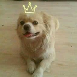 老王头动物诊所:松原市宁江区伯都讷商圈附近