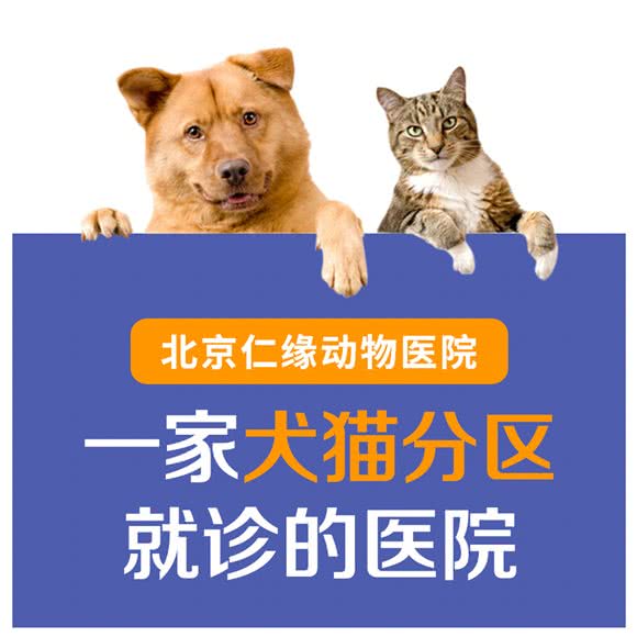 仁缘动物医院(丰台店):北京城区丰台区洋桥/木樨园附近
