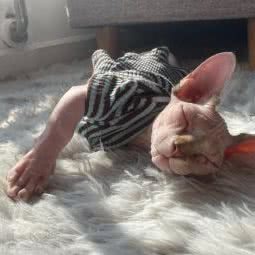 猫奴营:北京城区丰台区草桥/公益西桥附近