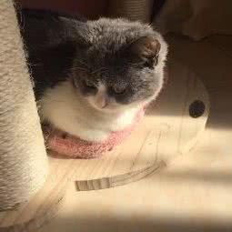 何氏宠物医院:白城市洮北区市民广场附近