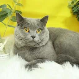 犬匠宠物生活馆:哈尔滨市道里区新阳路附近