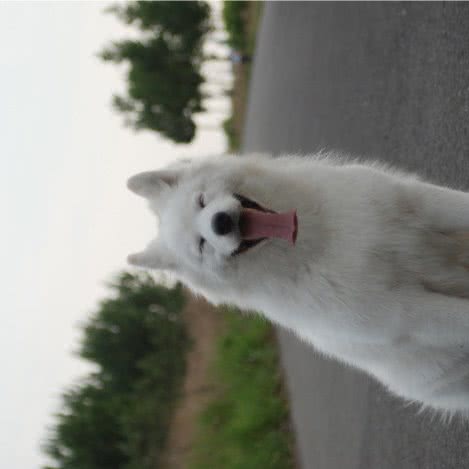 爱宠生活馆:哈尔滨市道里区新阳路附近