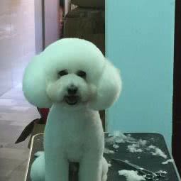 易秋宠物店(巴塞罗那店):哈尔滨市道里区新阳路附近