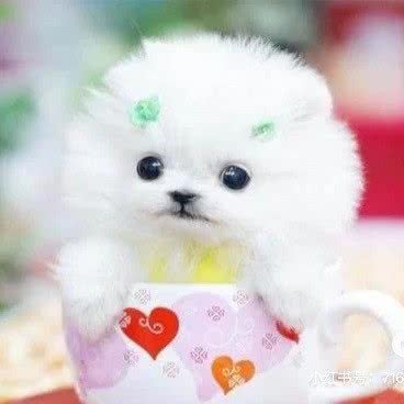 专宠居宠物店:哈尔滨市道里区新阳路附近