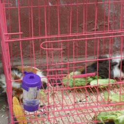 萌宠奇趣屋:哈尔滨市道里区新阳路附近