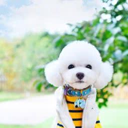 国泰宠物动医连锁城南SPA馆:北京城区丰台区草桥/公益西桥附近