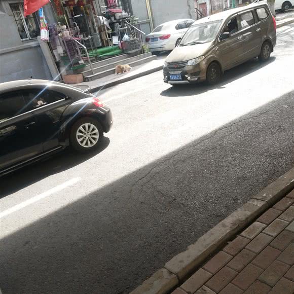 宠物店:哈尔滨市道里区爱建社区附近