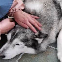 有它宠物:哈尔滨市道里区爱建社区附近