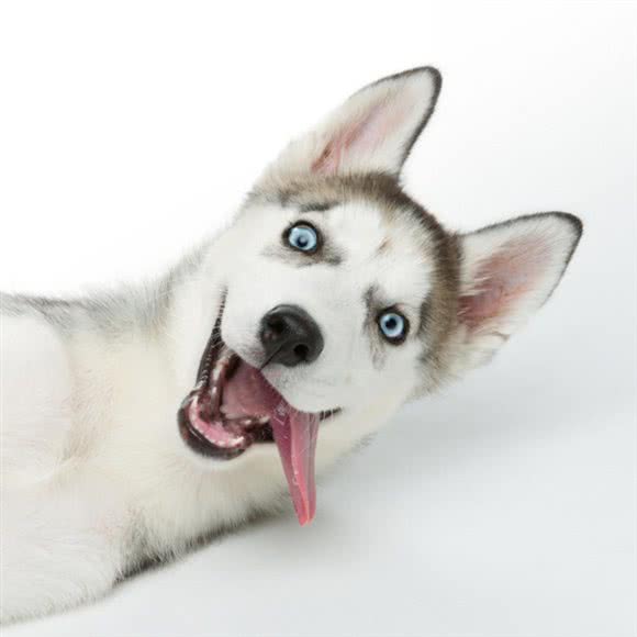 爱尚宠·宠物(草桥店):北京城区丰台区草桥/公益西桥附近