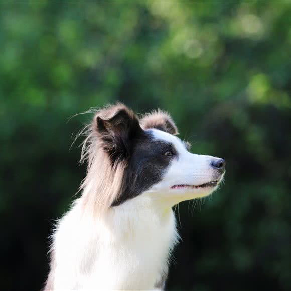 拾光狗狗摄影工作室:哈尔滨市道里区顾乡附近