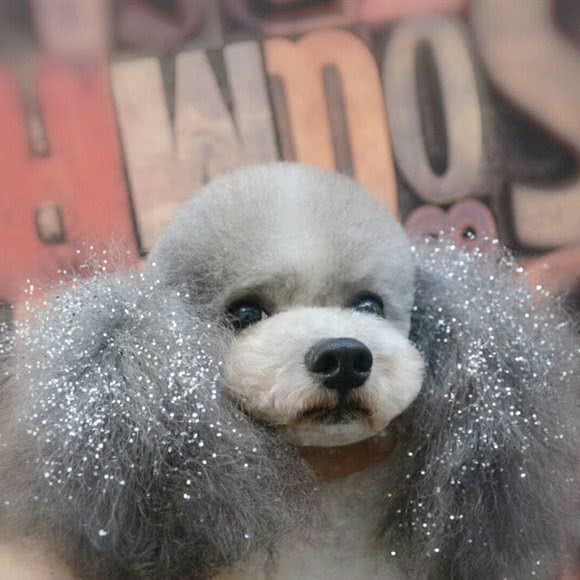 沐籽宠物:哈尔滨市道里区顾乡附近