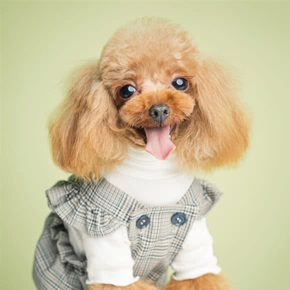 秋秋の宠物店:哈尔滨市道里区群力地区附近