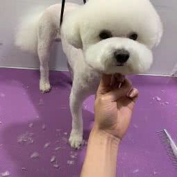 派多格宠物(工农大街店):哈尔滨市道里区群力地区附近