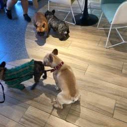 阿宁萌宠:哈尔滨市道里区群力地区附近